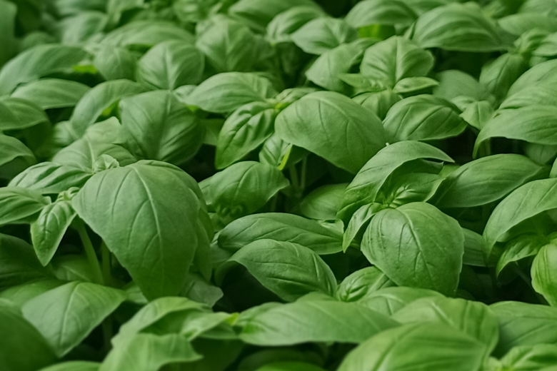 basil leaves