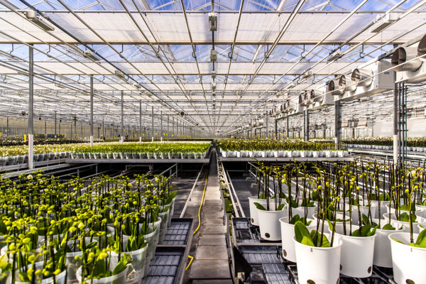 Orchideeën op rolcontainers in een kas
