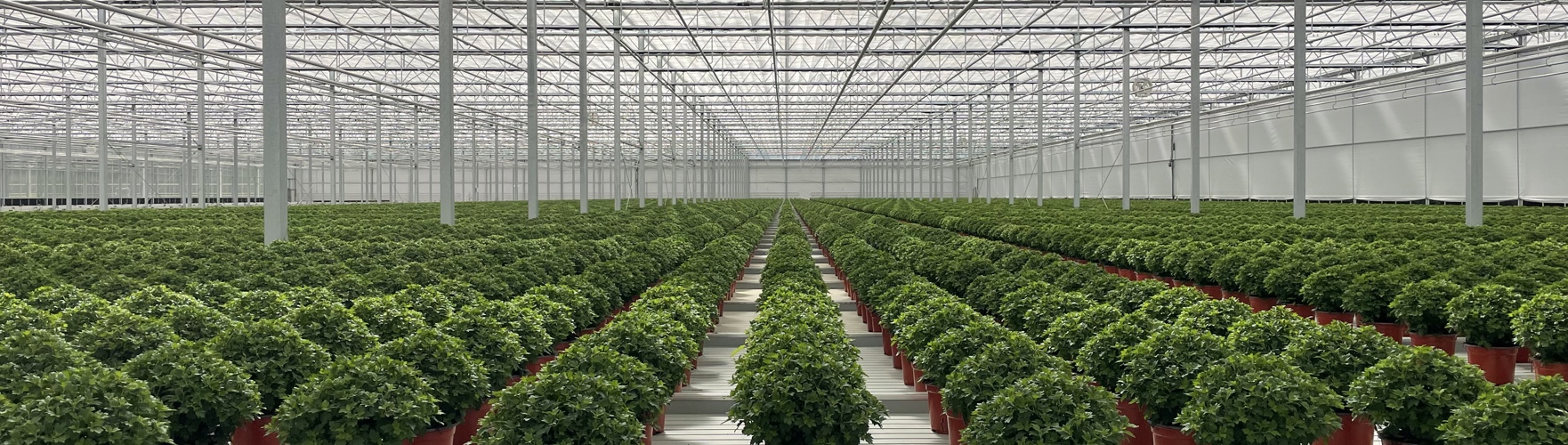 potplanten op een mobiel container systeem in de kas met de schermen bijna dicht