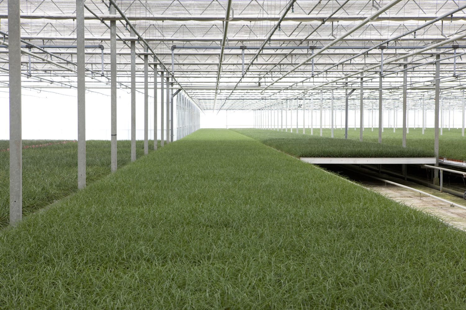 planten in een glaskas