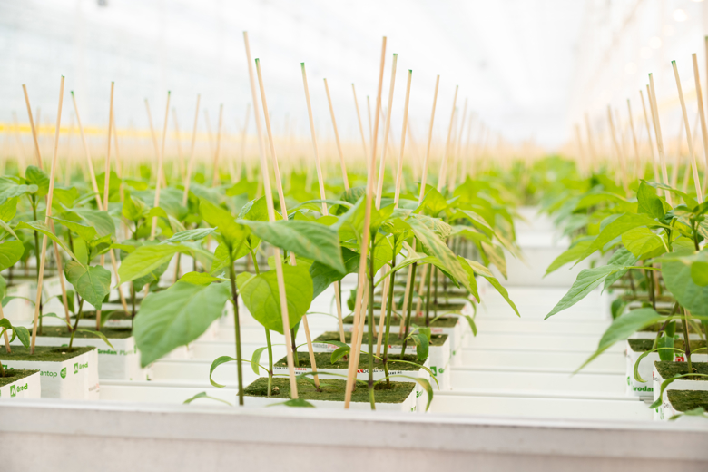Green plants in the greenhouse on table system