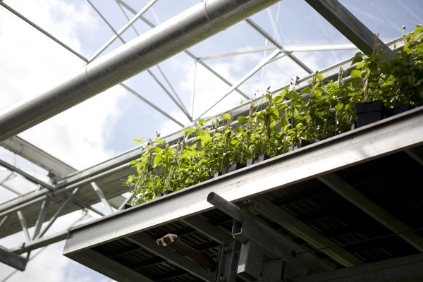 photo showing cultivation system with plants in a greenhouse