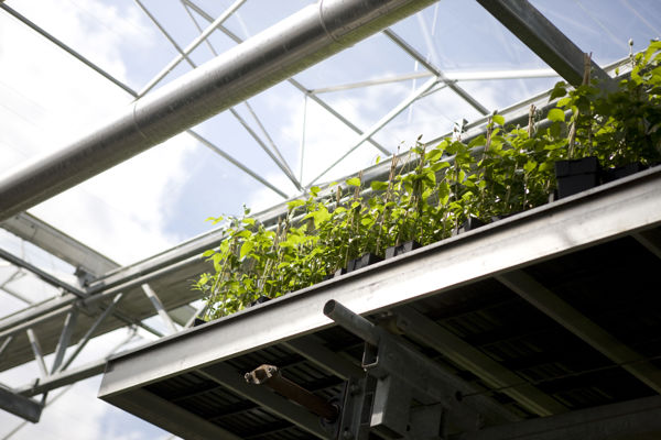 photo showing cultivation system with plants in a greenhouse