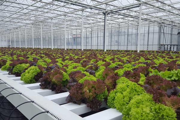 lettuce cultivation in a greenhouse on a mobile gutter system