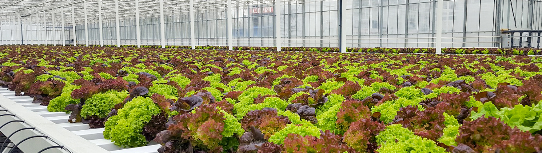 growing lettuce in a greenhouse