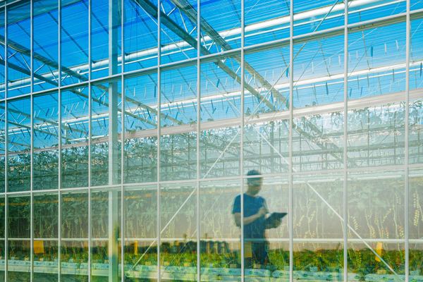 KUBO Ultra Clima greenhouse kas voor teelt van tomaten gevestigd in het Westland Nederland. Dit is een duurzame innovatieve kas met minimale foodprint.